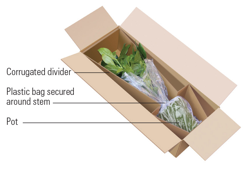 Packaging plants