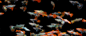 Live Fish Shipping: How Aquazone Indonesia Exports “Happy Fish” Around The World