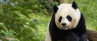 How To Ship A Giant Panda