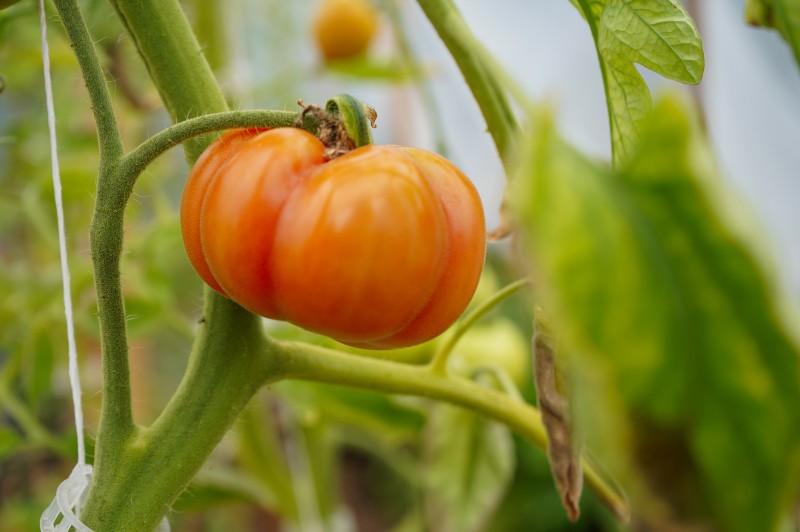 Tomate sur une vigne Tomate sur une vigne