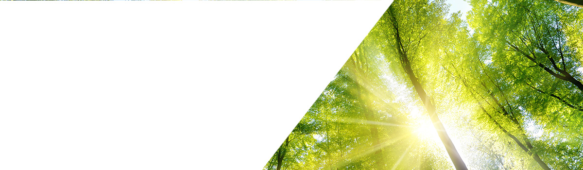 Deforestation Landing Page Hero