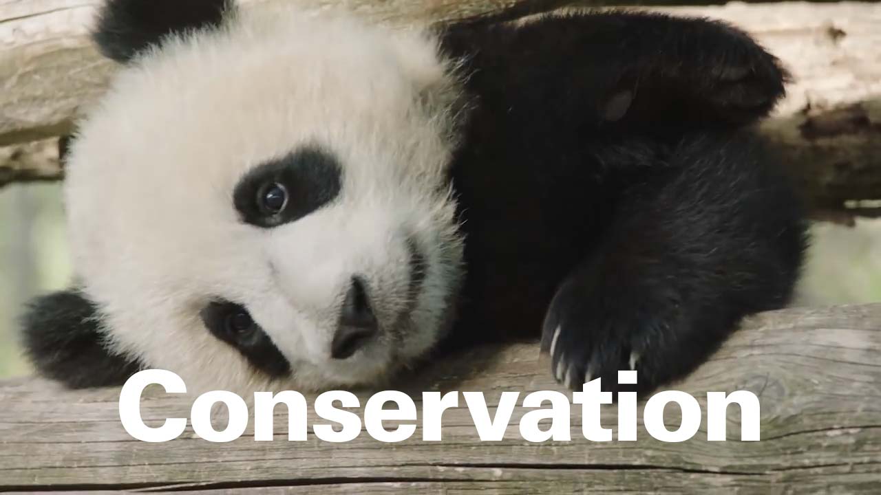 Conservation