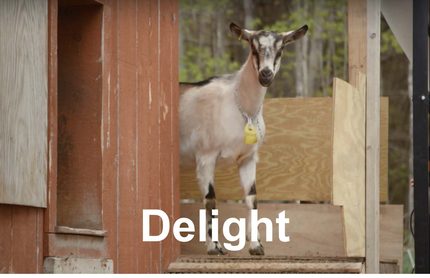Delight- What We Deliver by Delivering