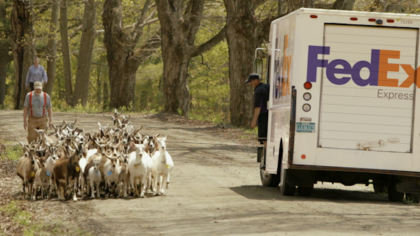 FedEx Truck passing by a herd of goats