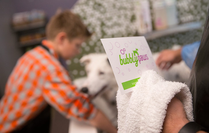 Pet Grooming Postcard Pet Grooming Postcard
