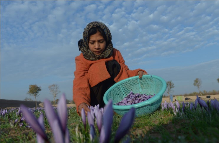 Woman working in the saffron fields in Afghanistan.