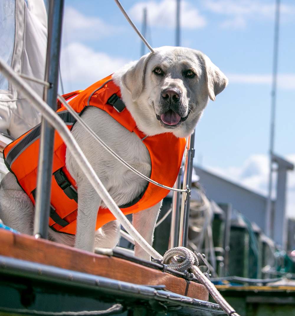 Small Business Grant Contest winner BayDog