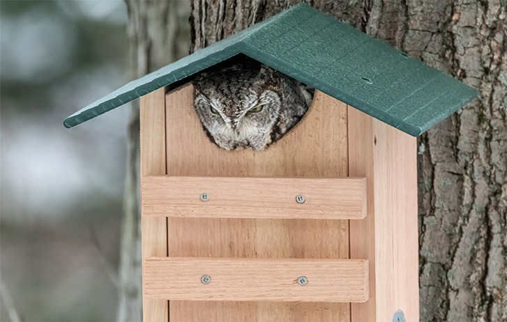 JC's birdhouse in a tree with an owl