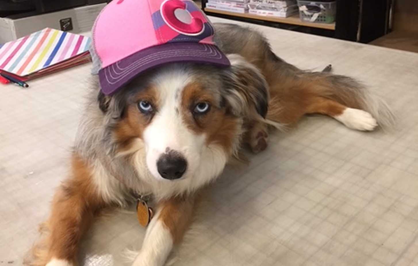 Picture of a dog that’s wearing a pink hat and lying down.
