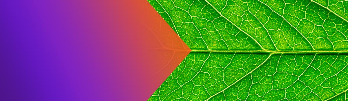 image of a leaf